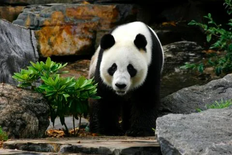 Giant Panda Stock Photos