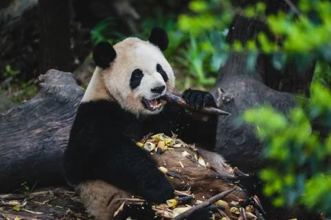 Giant Panda Stock Photos