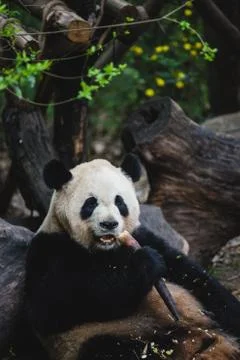 Giant Panda Stock Photos