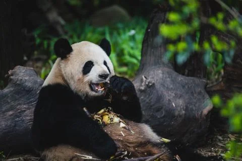 Giant Panda Stock Photos