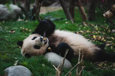 Giant Panda Stock Photos