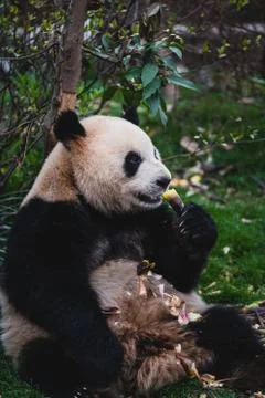 Giant Panda 写真素材