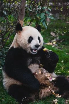 Giant Panda Stock Photos