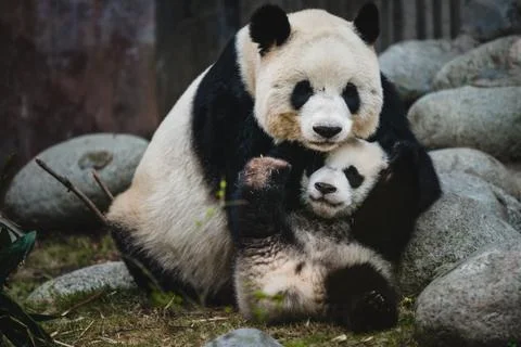 Giant Panda Stock Photos