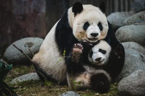 Giant Panda Stock Photos