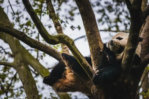 Giant Panda Stock Photos