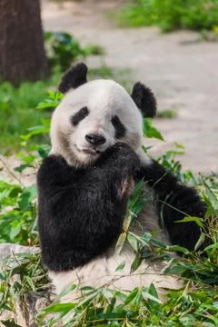 Giant panda Stock Photos