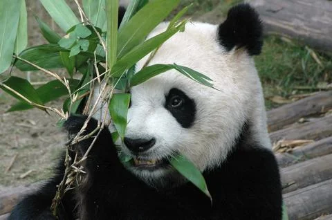 Giant panda Stock Photos