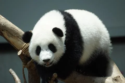 Giant panda 库存照片
