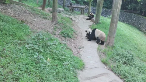 Giant Panda Playing on Dirt Path in Enclosure Vídeo Stock 331124908