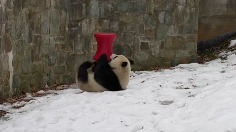 Giant Panda Playing with Toy Outside in Snow Stock Footage 298045575