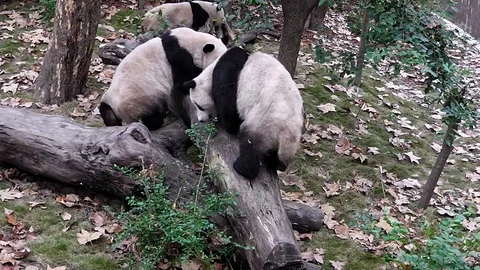 Giant Panda protect territory 스톡 동영상 99167042