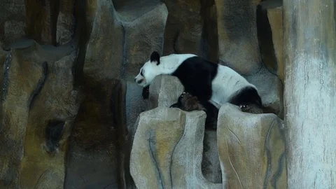 Giant Panda relax and sleep in public zoo. Stock Footage 80556929