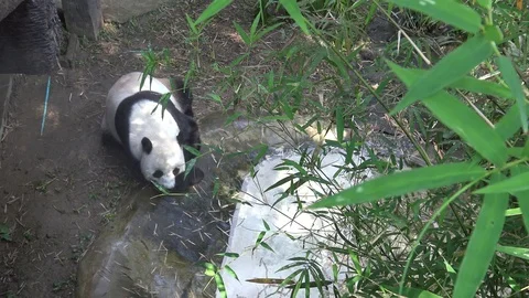 Giant panda relaxation in panda exercise yard. Stock Footage 99146494
