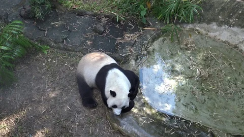 Giant panda relaxation in panda exercise yard. Stock Footage 99146903