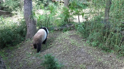 Giant panda relaxation in panda exercise yard. Stock Footage 99147718