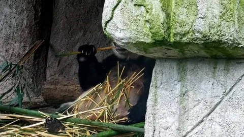 Giant Panda Relaxing While Munching on Bamboo Stalks in Sichuan, China Vídeos de archivo 336843603