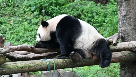 A giant panda rest on the platform in the zoo Stock Footage 346104472