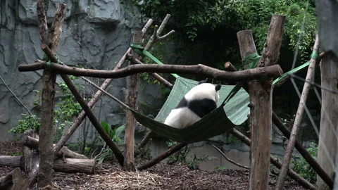 A Giant Panda resting on a hammock in China's Chengdu 動画素材 142008492