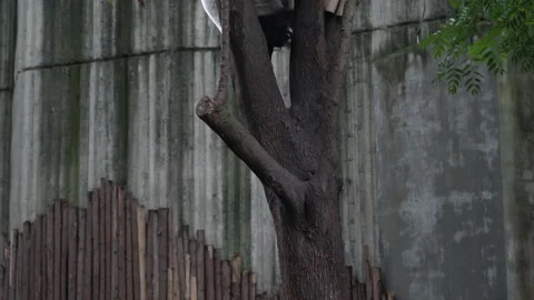 Giant Panda resting on a tree in China's Chengdu Stock Footage 142009357