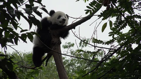 Giant Panda resting in a tree Stock Footage 39742917