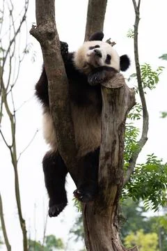 Giant Panda Resting in a Tree Fork Stock Photos