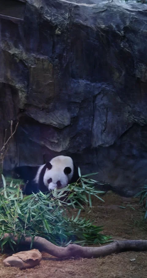 Giant Panda Rolling and Playing in Enclosure with Bamboo Stockbeeldmateriaal 328093034