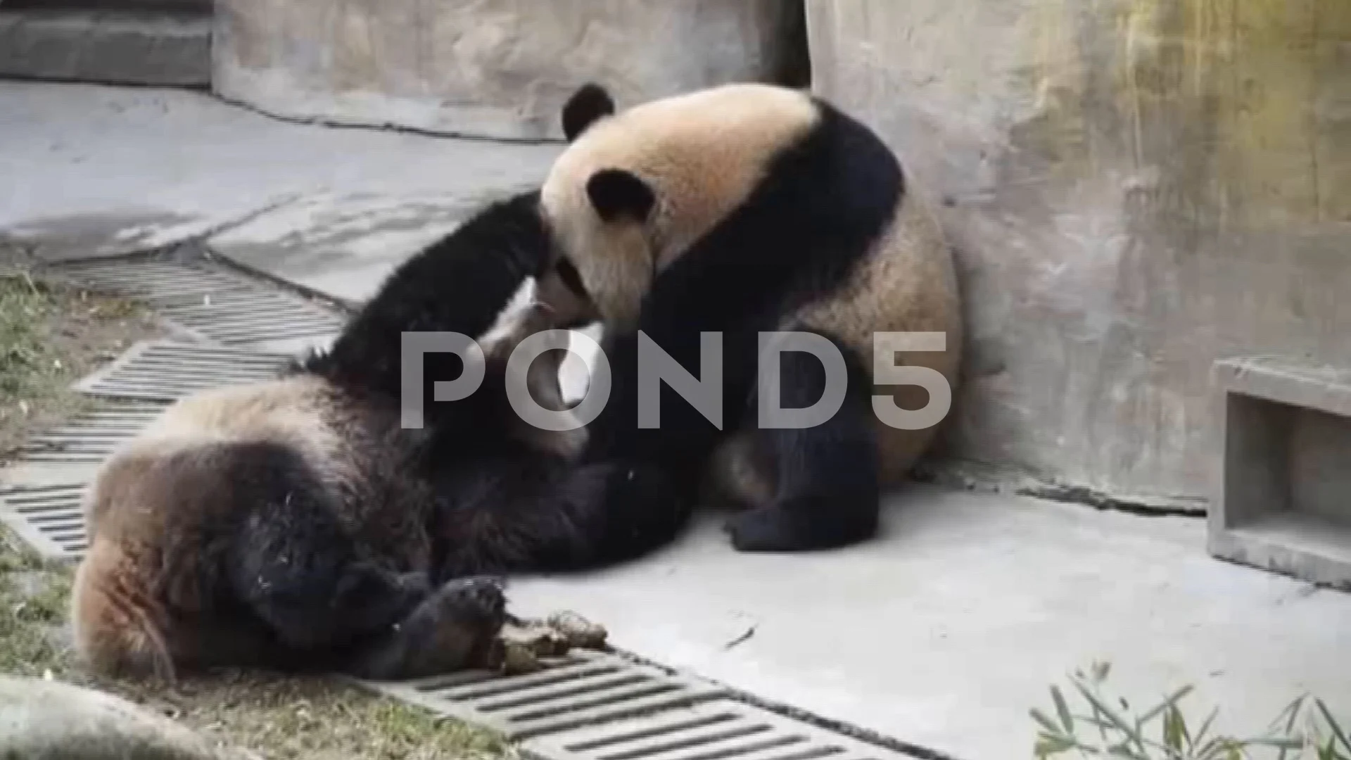 Giant panda siblings cant stop French kissing