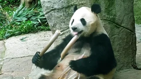Giant Panda Sits and Eats Bamboo Shoot at Chengdu Research Base, Sichuan 動画素材 338039019