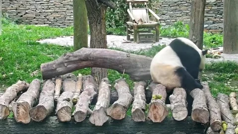 A Giant Panda Sits On Logs In Its Enclosure at a Research Base, Sichuan Video stock 338038900