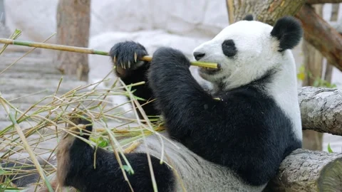 Giant panda sitting and chewing on green bamboo stalk in zoo enclosure duri.. Stock Footage 337358551