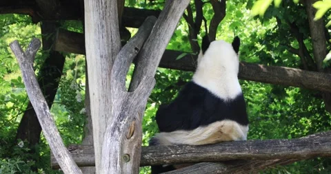 Giant panda sitting with back to camera on wooden platform in leafy shade Stock Footage 319796093