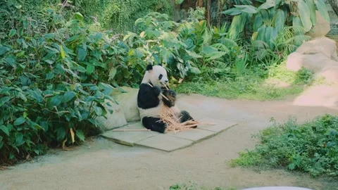 Giant panda sitting on concrete slabs eating bamboo sticks outdoors Stock Footage 339796092
