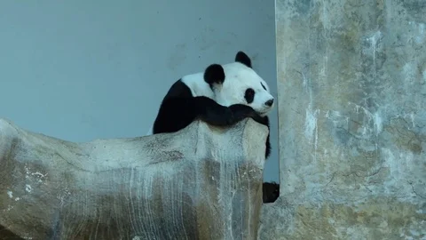 Giant Panda sleep on stone. Stock Footage 80558329