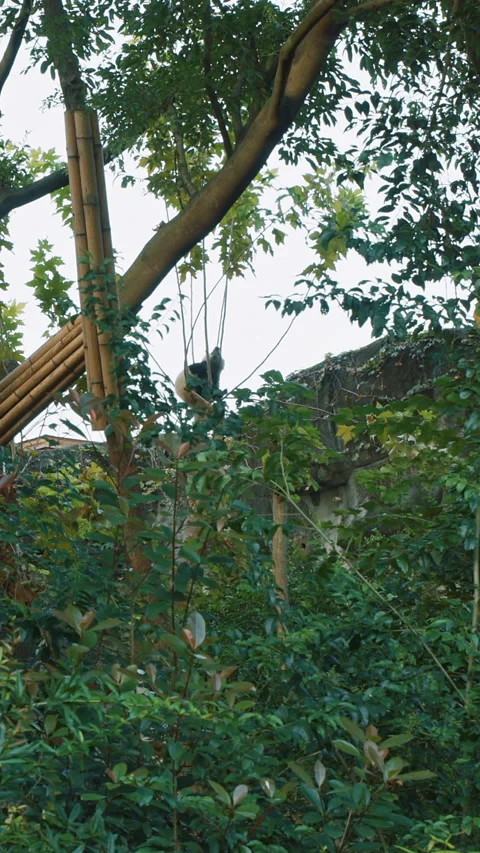 Giant Panda Sleep At Tree Top. Bear Or Simply, Is Bear Species Endemic To China. Stock Footage 336349075