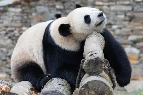 Giant Panda Sleeping Head on Log Stock Photos