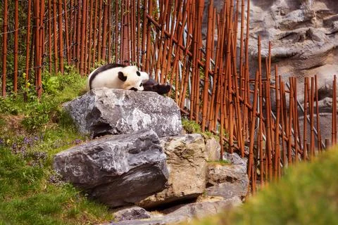 Giant Panda sleeping, lying down near bamboo fence Stock Photos