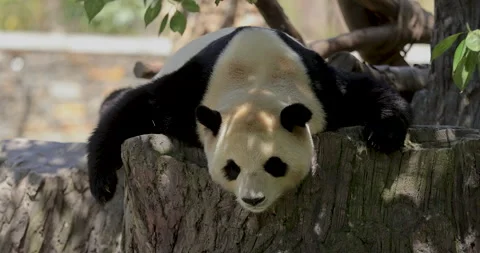 Giant panda sleeping in park Stock Footage 306442770