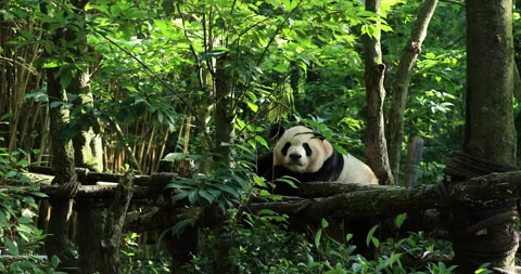 Giant panda sleeping in the park Stock-Footage 313846220