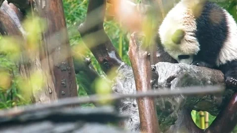 Giant Panda Sleeping Peacefully on a Wet Tree Trunk in Sichuan, China 動画素材 337801127