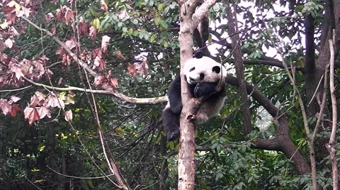 Giant panda sleeping on the tree Video stock 59210314