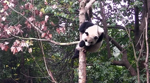 Giant panda sleeping on the tree Video stock 59210339
