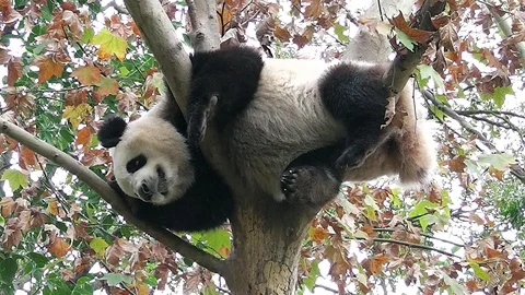 The giant panda is sleeping on the tree 스톡 동영상 98319763