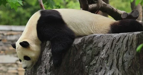 Giant panda sleeping on a tree Stock Footage 319795147