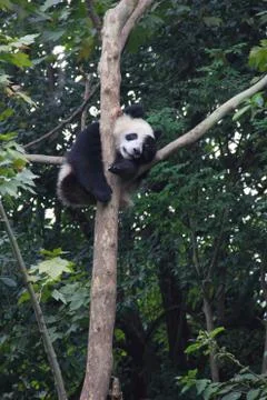 Giant panda sleeping in tree Stock Photos