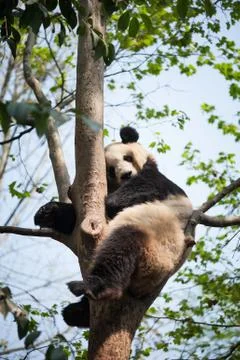 Giant panda sleeping in a tree Foto stock