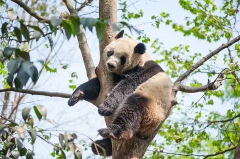 Giant panda sleeping in a tree 스톡 사진