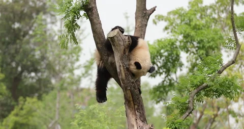 Giant panda sleeping on the tree, pooping suddenly. Stock Footage 308881589