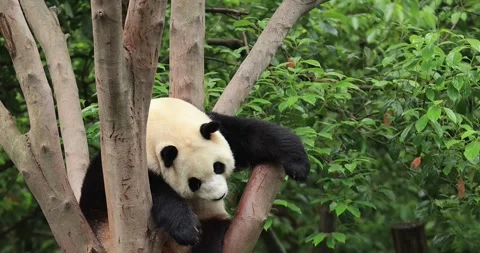 Giant panda sleeping on the tree,China Stock-Footage 325708237