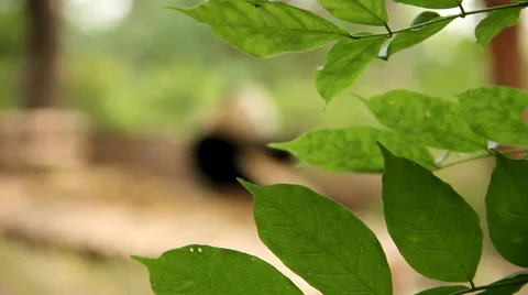 Giant panda split focus, China Stock Footage 68175784